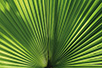A palm in the Botanical Garden (Photo: Dragan Bosnić)
